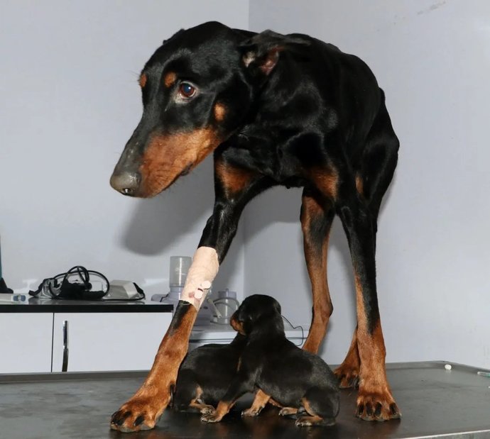 Enkaz altında doğum yapan köpek, depremden 29 gün sonra üç yavrusuyla kurtarıldı. 29 gün nasıl dayanmış olabilir?