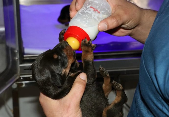 Enkaz altında doğum yapan köpek, depremden 29 gün sonra üç yavrusuyla kurtarıldı. 29 gün nasıl dayanmış olabilir?