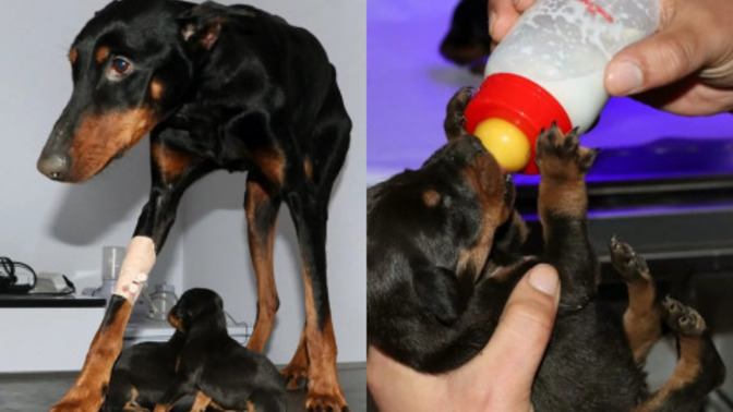 Enkaz altında doğum yapan köpek, depremden 29 gün sonra üç yavrusuyla kurtarıldı. 29 gün nasıl dayanmış olabilir?