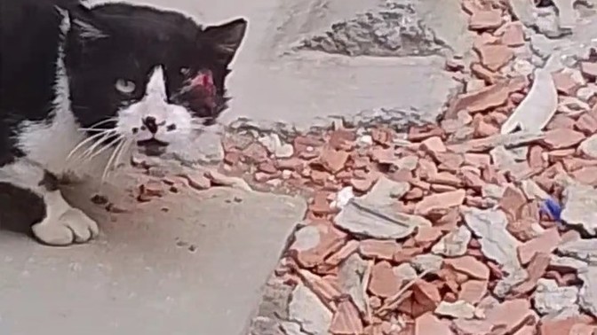Sokağımızda gözü çıkmış Bir kedi var bir haftadır yakalayamıyoruz nasıl yakalayabiliriz?