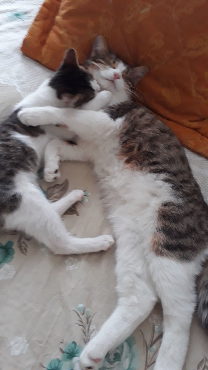Kedici misin köpekçi misin?