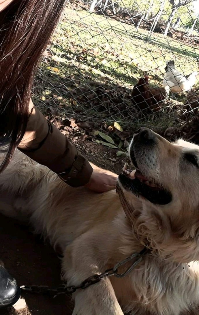 Kedici misin köpekçi misin?