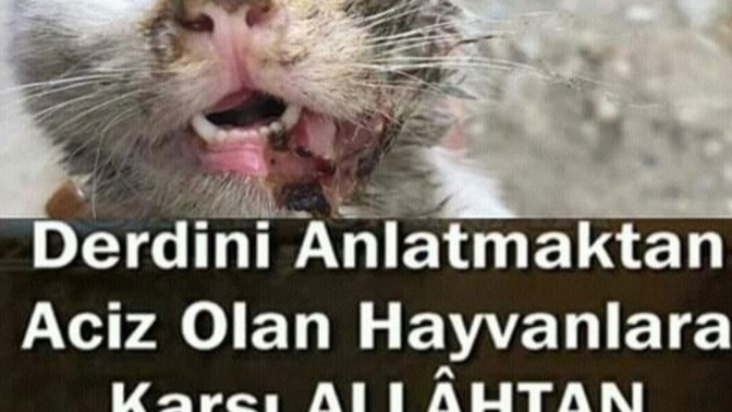 Sokakta ki canları neden hor görüyorlar?