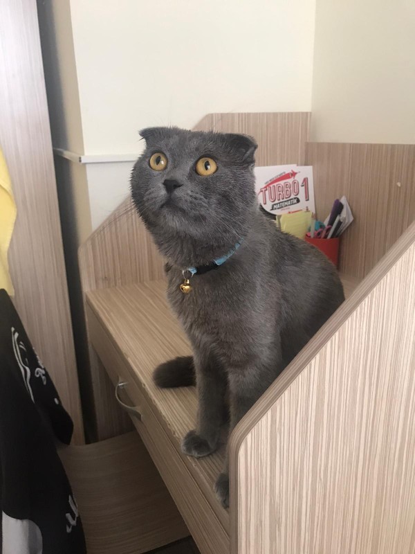 Depremden sonra ilk defa veterinere gitti, nasıl görünüyor?