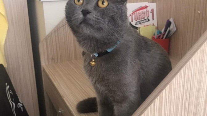 Depremden sonra ilk defa veterinere gitti, nasıl görünüyor?