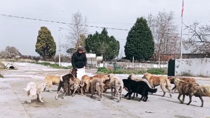 Sokak hayvanlarına yardım ediyor musun?