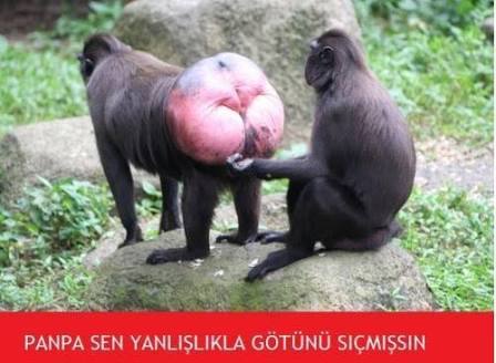 Büyük kalça neden popüler?