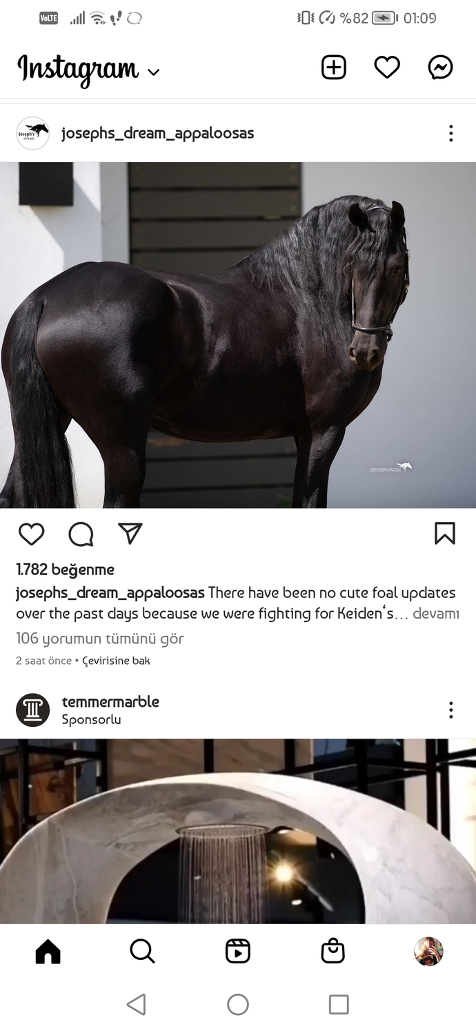 En çok sevdiğiniz hayvan hangisi?
