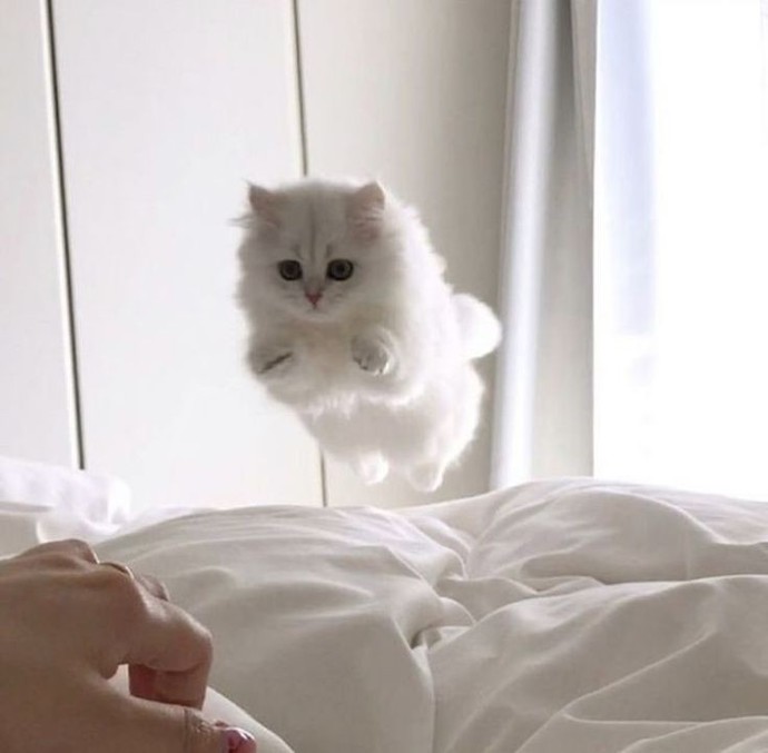 Yavru kedi bakımı zor mu?