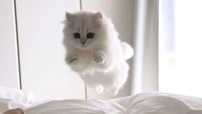 Yavru kedi bakımı zor mu?