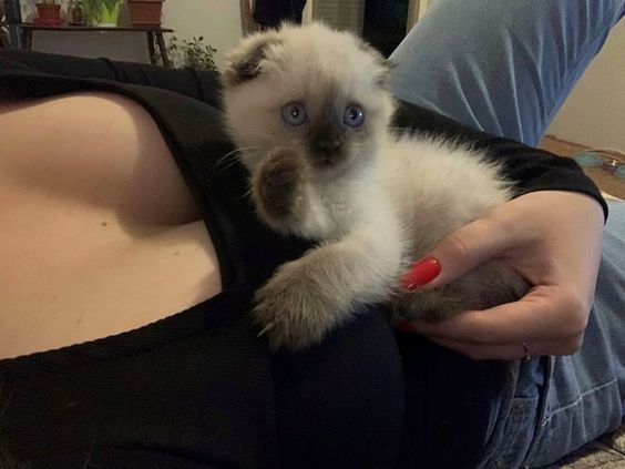Şekerin size selamı varr 😻 Sizde evcil hayvan besliyor musunuz?