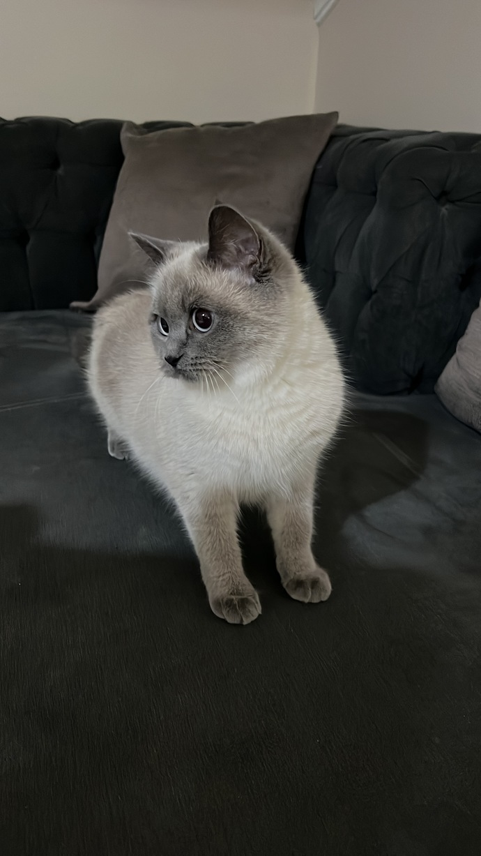 Şeker'in size selamı varr 😻 Sizde evcil hayvan besliyor musunuz?