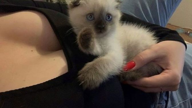 Şeker'in size selamı varr 😻 Sizde evcil hayvan besliyor musunuz?