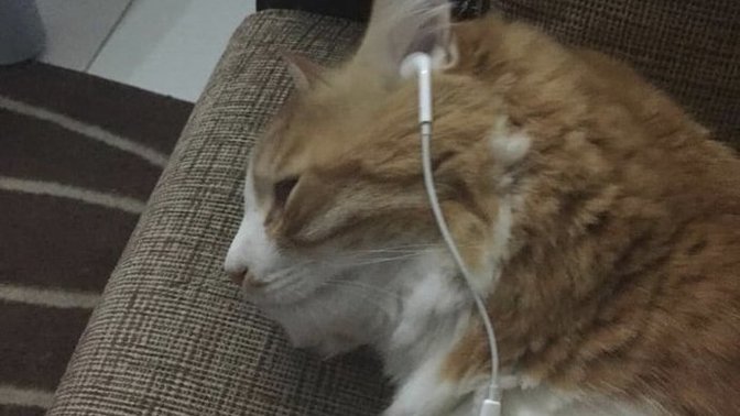 Kullandığınız kullaklık kablolu mu kablosuz mu?