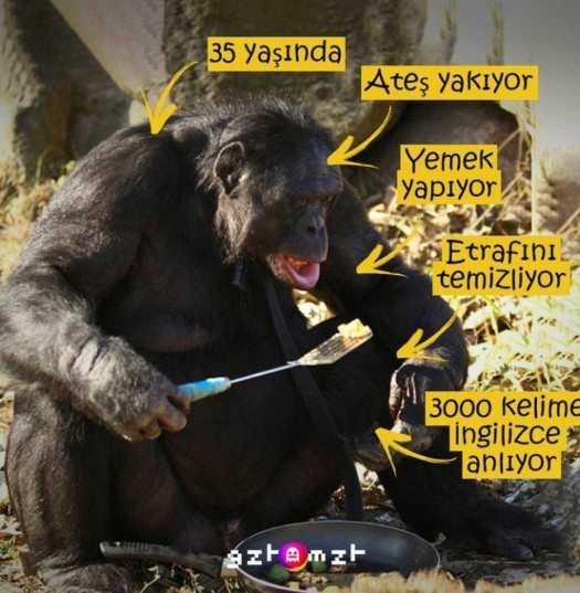 Ev işlerinde yetenekli misiniz?