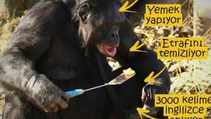 Ev işlerinde yetenekli misiniz?