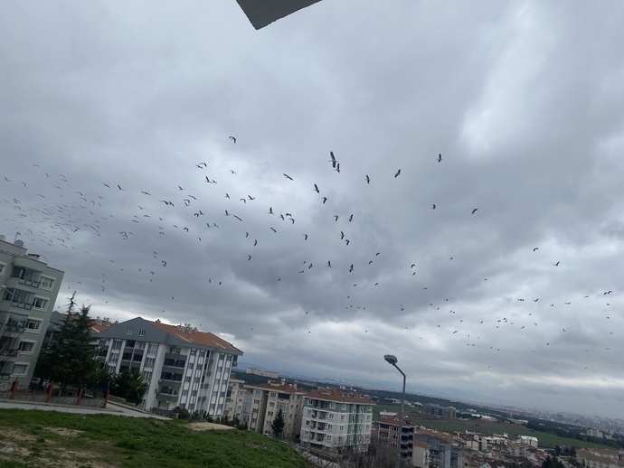 Bursa