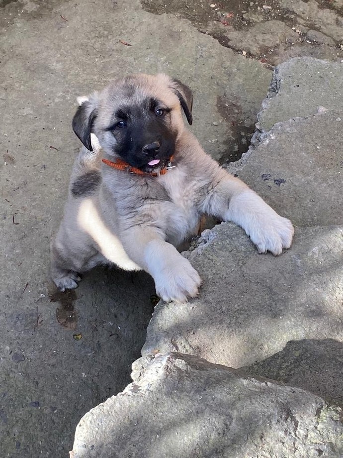 40 günlük köpeğimin adı sizce ne olsun?
