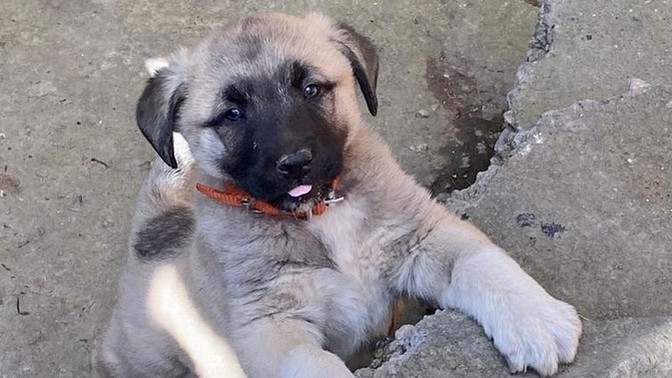 40 günlük köpeğimin adı sizce ne olsun?