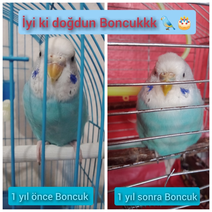 Tam bir sene önce bana geldin minişimmmm 😍❤🦜