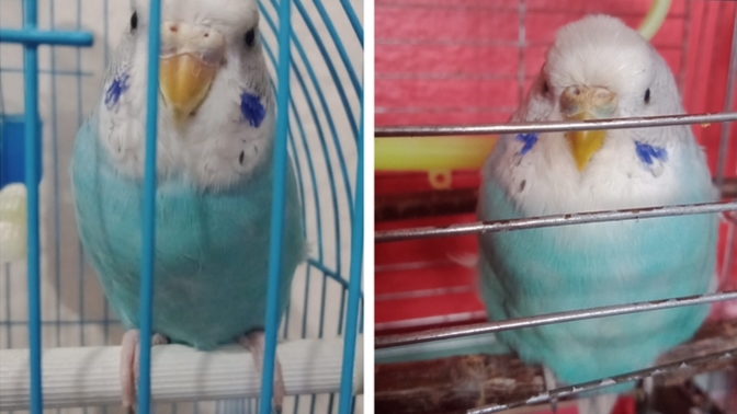 Minik Bir Kalbin Atımasıydı Hayat?