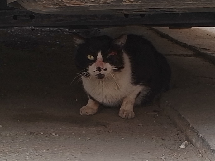Sokakta gözü yırtık bir kedi var vet götürsem ücretsiz bakarmi?