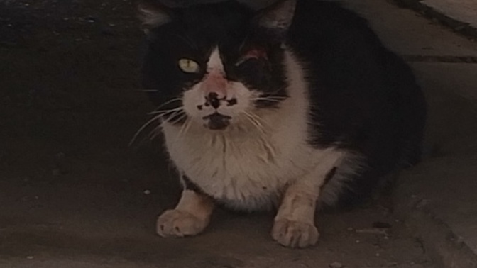 Sokakta gözü yırtık bir kedi var vet götürsem ücretsiz bakarmi?