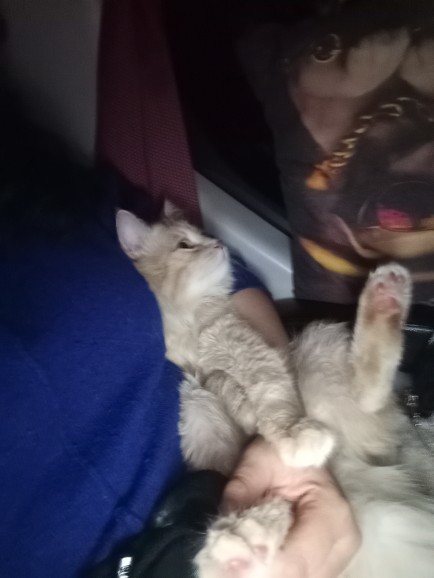 Uzun yol mu verin otobüsü sürelim?