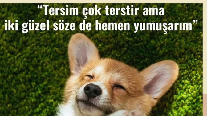 Ters misiniz, cana yakın mı 😂?
