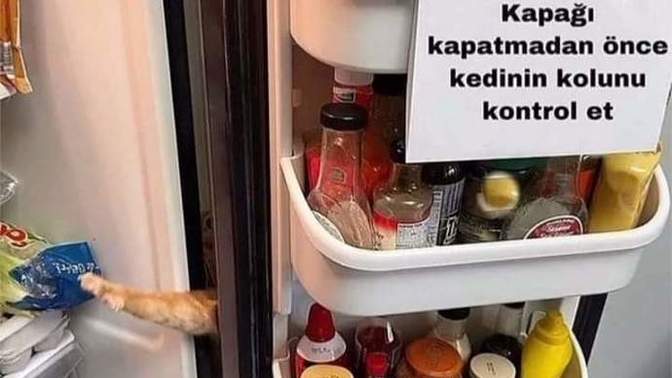 Kediler mi daha yaramaz yoksa köpekler mi?