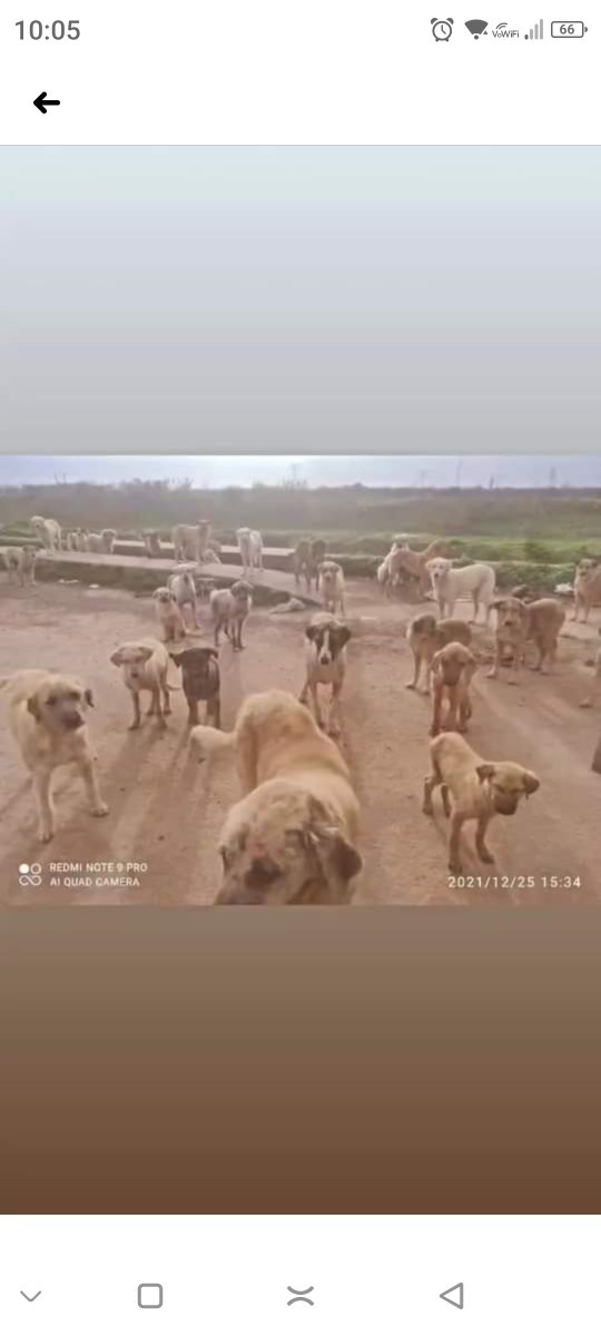 Köpek korkusu olan birinin yanına köpek getirirsek korkusunu yenebilir mi?