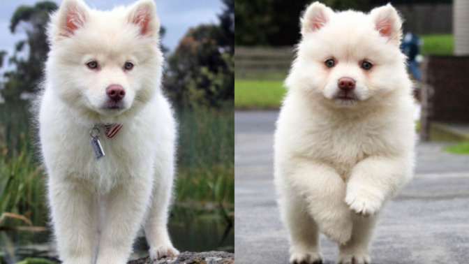 Köpek korkusu olan birinin yanına köpek getirirsek korkusunu yenebilir mi?