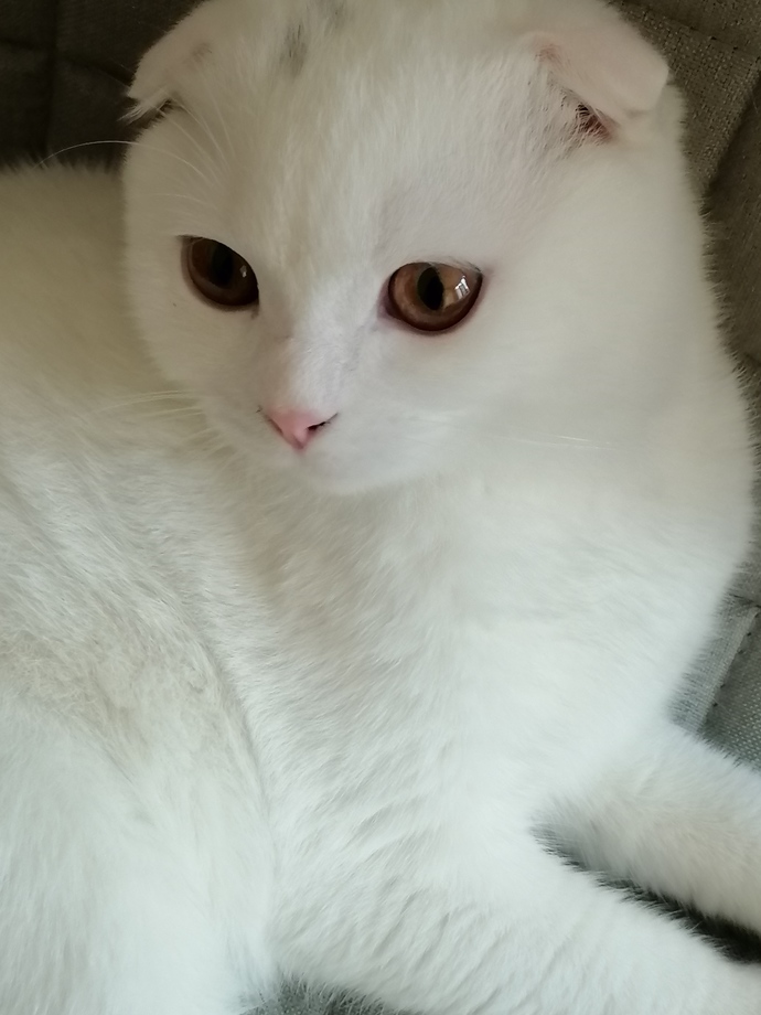 Evcil hayvanınızın olması nasıl bir his?