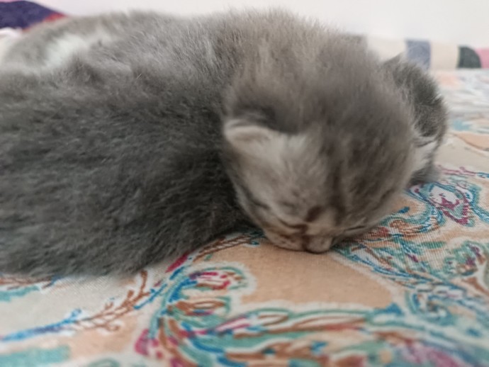 Evcil hayvanınızın olması nasıl bir his?