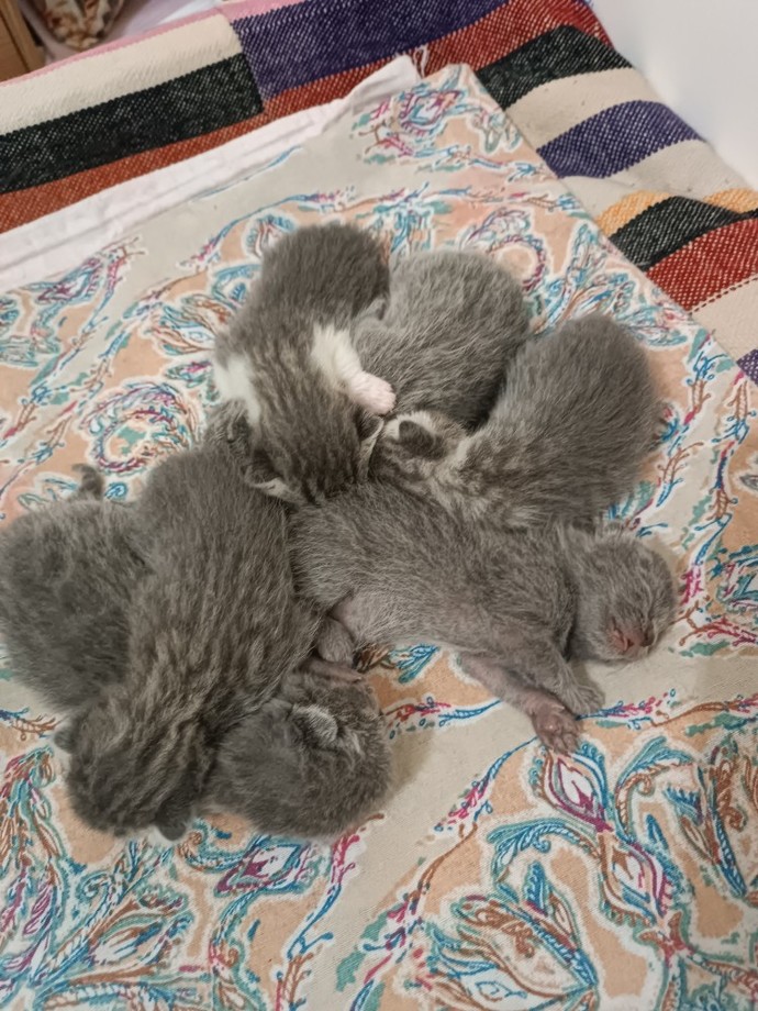 Evcil hayvanınızın olması nasıl bir his?