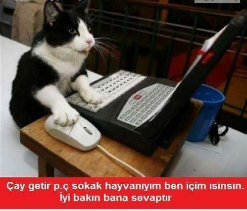 Evcil hayvanınızın olması nasıl bir his?