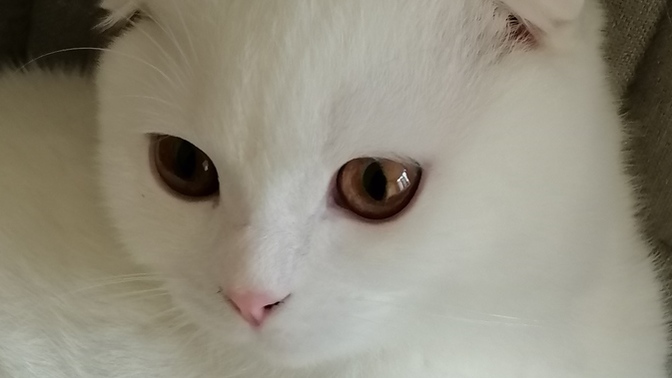 Evcil hayvanınızın olması nasıl bir his?