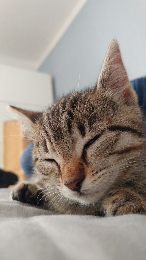 Kedi storysi atan kıza nasıl yürürüm?