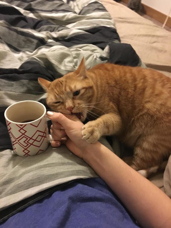 Kedi storysi atan kıza nasıl yürürüm?