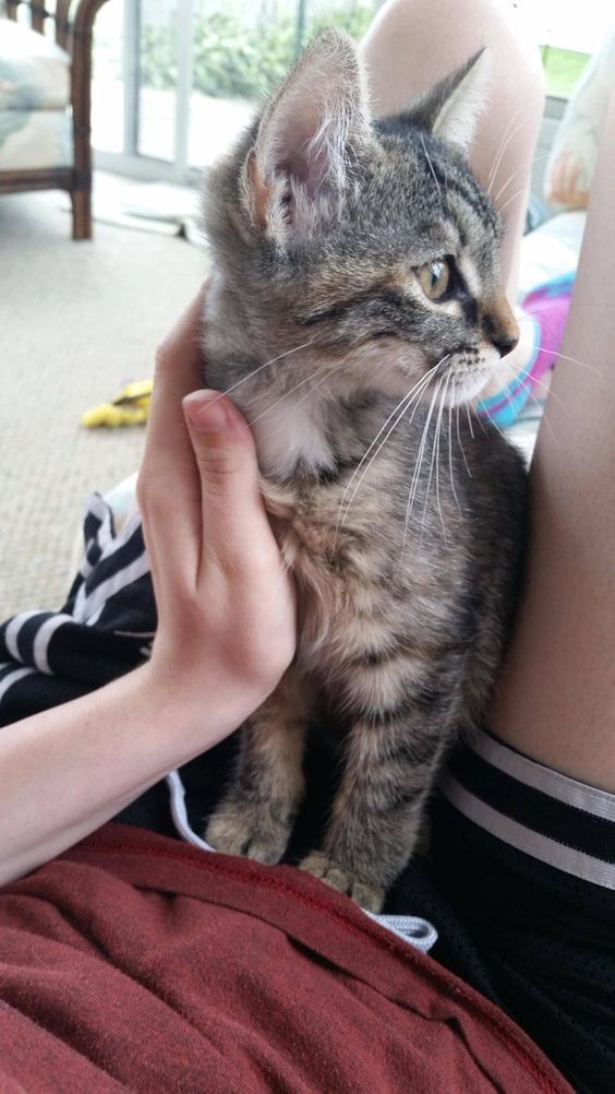 Kedi storysi atan kıza nasıl yürürüm?