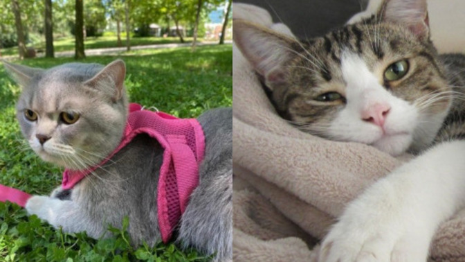 Kedi storysi atan kıza nasıl yürürüm?