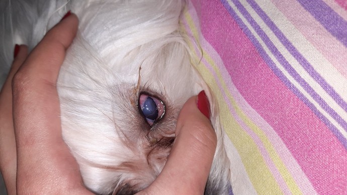 Köpeğim sizce kör mü?
