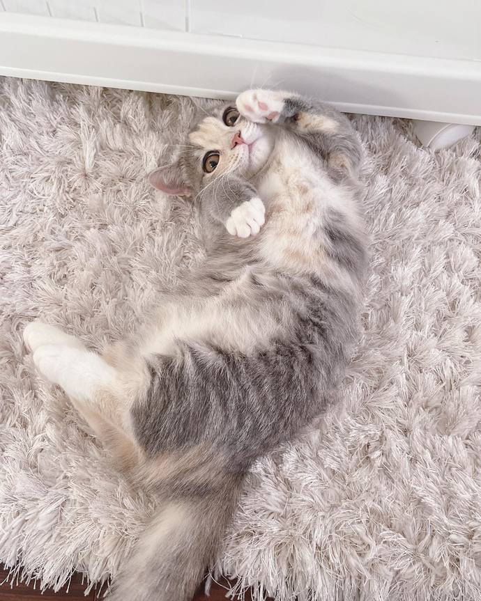 Köpek mi yoksa kedi beslemek mi daha güzel?