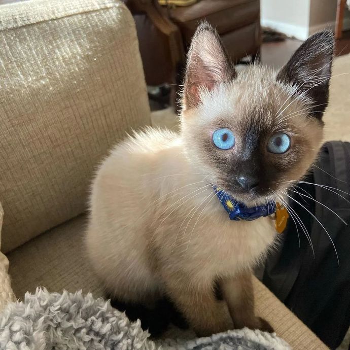 Köpek mi yoksa kedi beslemek mi daha güzel?