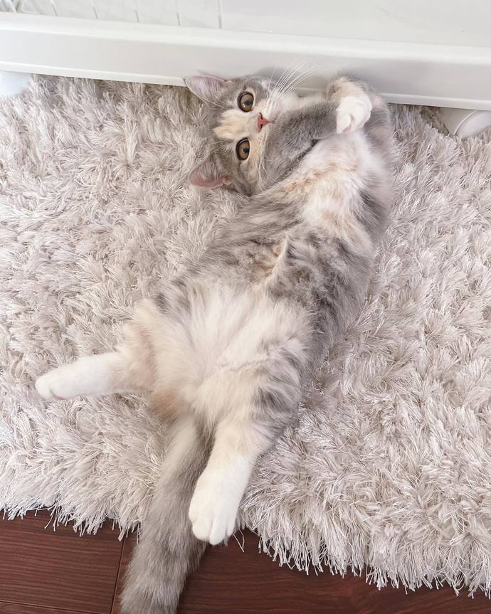 Köpek mi yoksa kedi beslemek mi daha güzel?