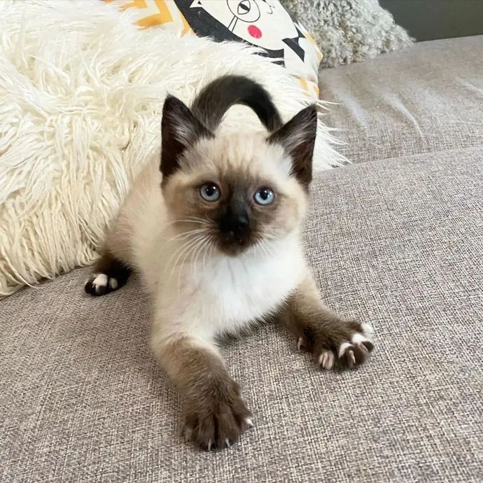 Köpek mi yoksa kedi beslemek mi daha güzel?
