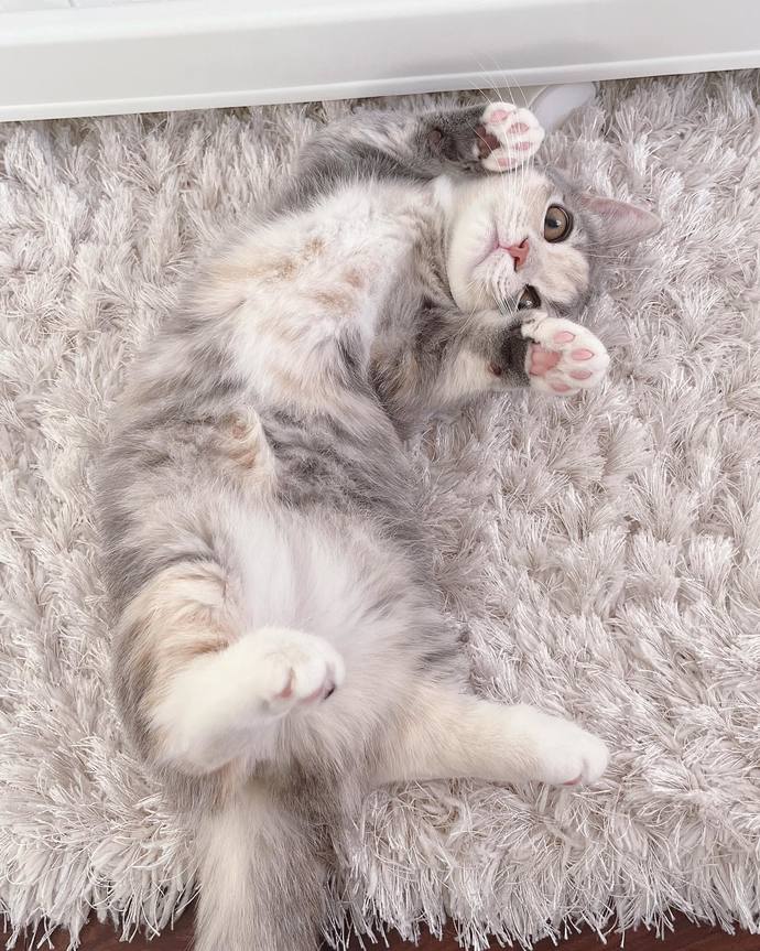 Köpek mi yoksa kedi beslemek mi daha güzel?