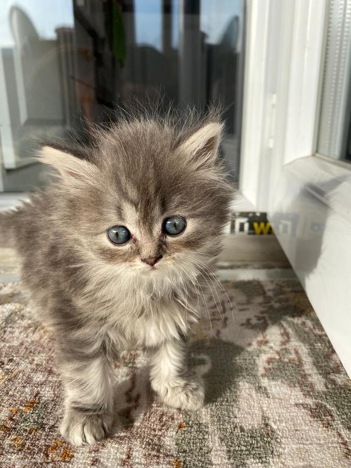 Köpek mi yoksa kedi beslemek mi daha güzel?