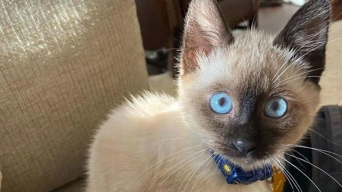 Köpek mi yoksa kedi beslemek mi daha güzel?