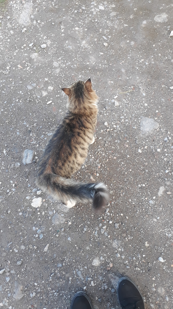 Yine günlerden bir gün sokakta karşılaştığım tatlı şebeklerden biri 😂😍